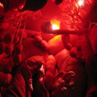 Inside the Sonic Body