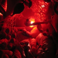 Inside the Sonic Body