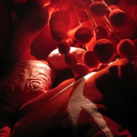 Inside the Sonic Body
